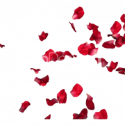 بتلات الوردة الحمراء PNG PIC