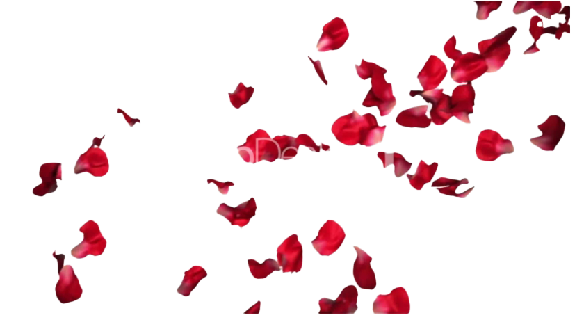 Red Rose Petals PNG Pic