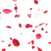 Красная розовая лепестка PNG Picture