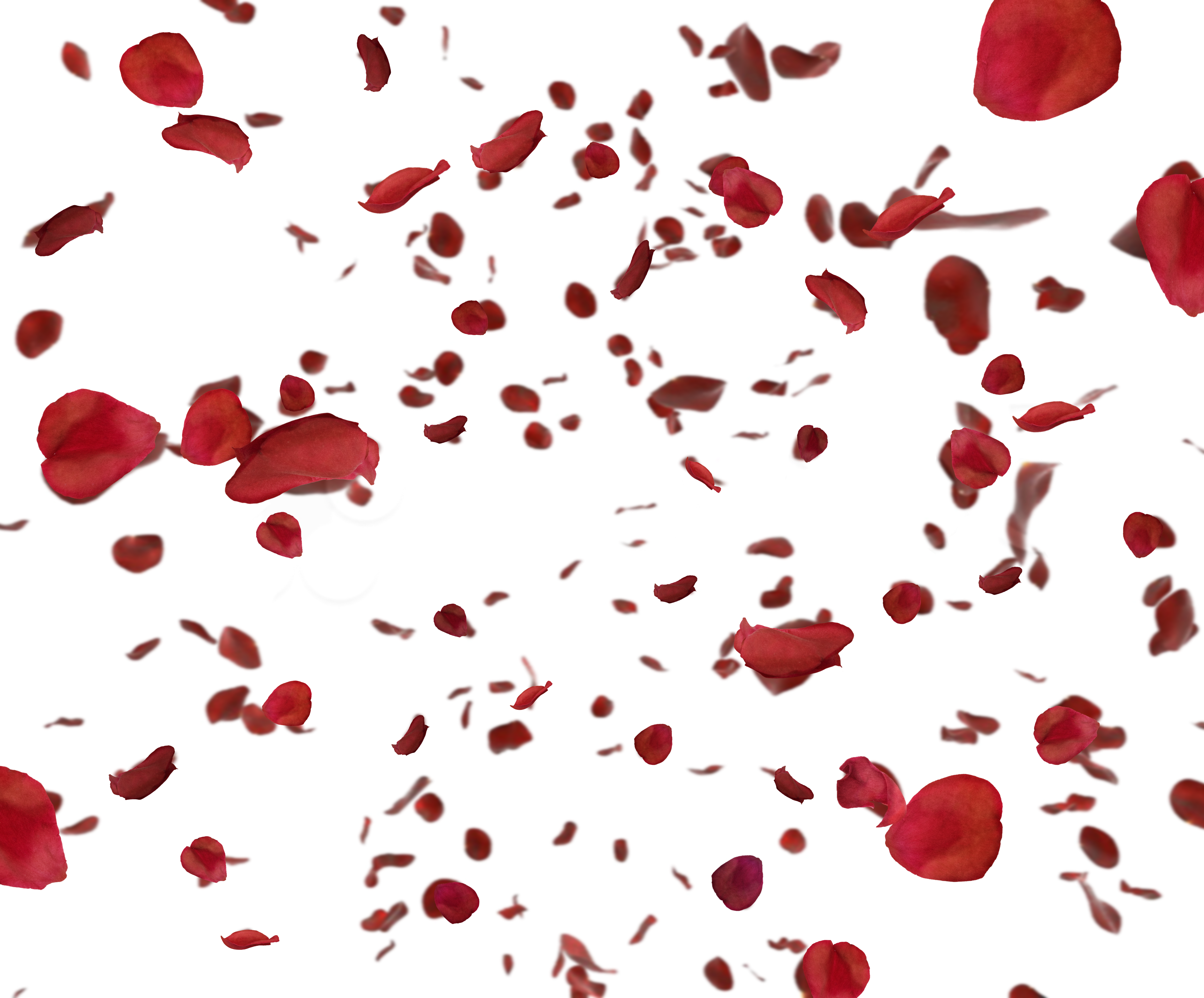 Red Rose Petals PNG