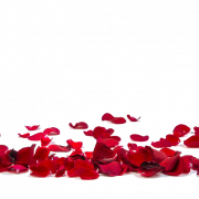 Rote Rosenblätter transparent