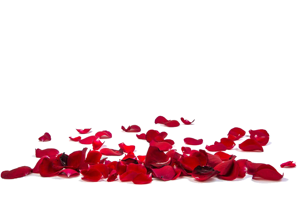 Red Rose Petals Transparent