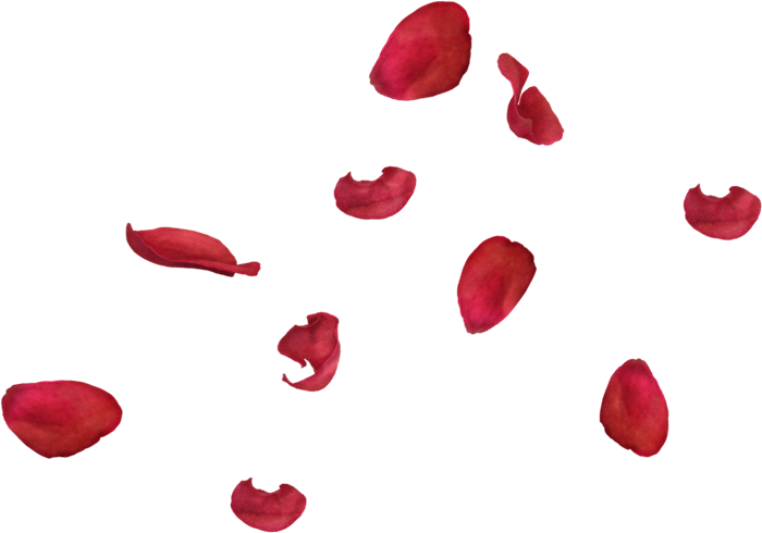 Rose Petals PNG Download Image