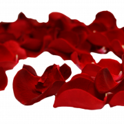 Rose Petals PNG File Download Free