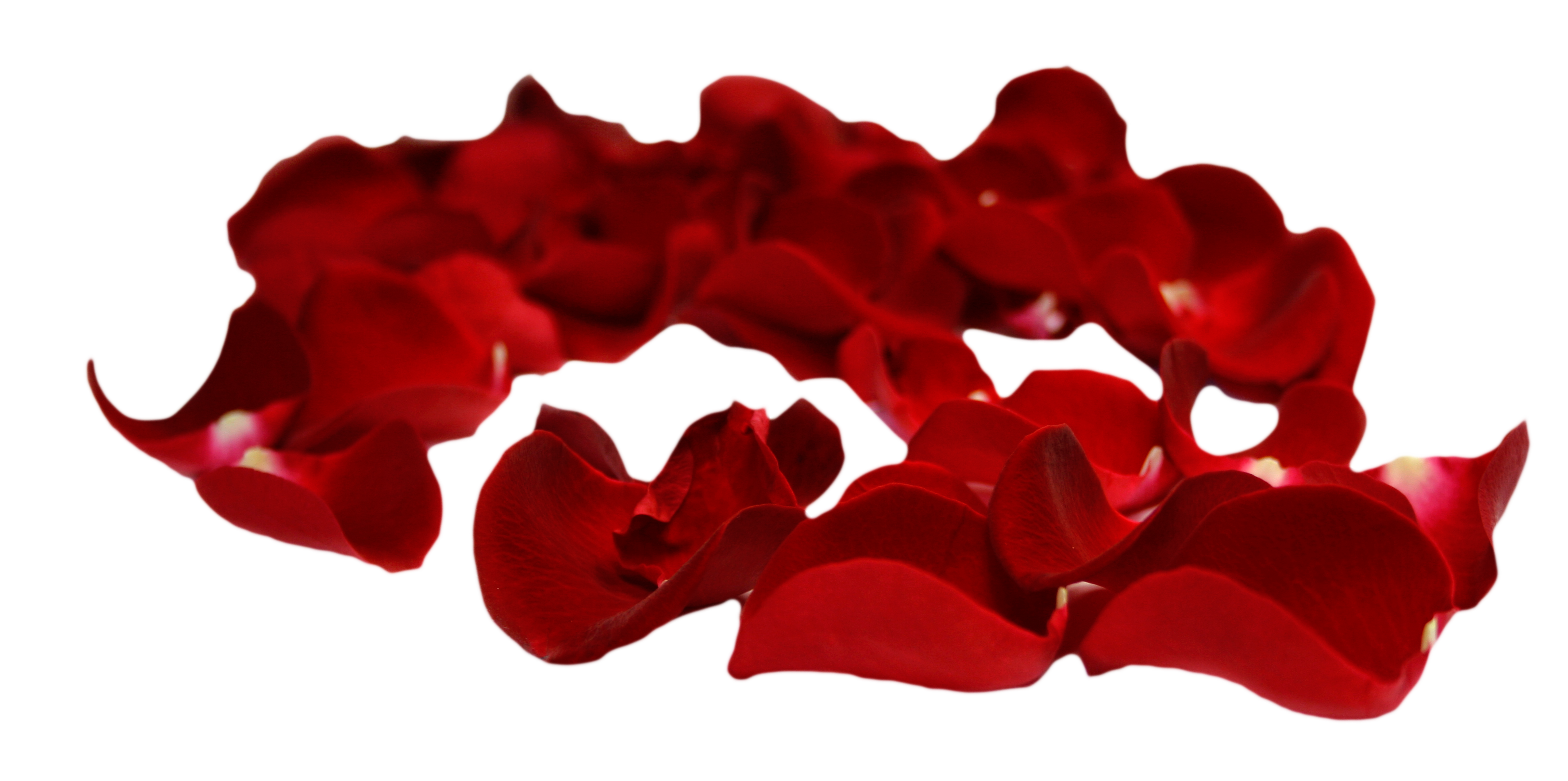 Rose Petals PNG File Download grátis