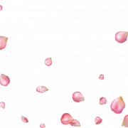 Rose Petals PNG Imagen de alta calidad