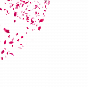 Image PNG de pétales de rose