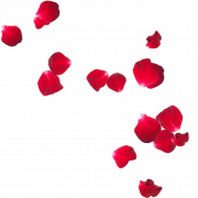 File di immagine PNG petali di rosa