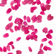 Розовые лепестки PNG изображение