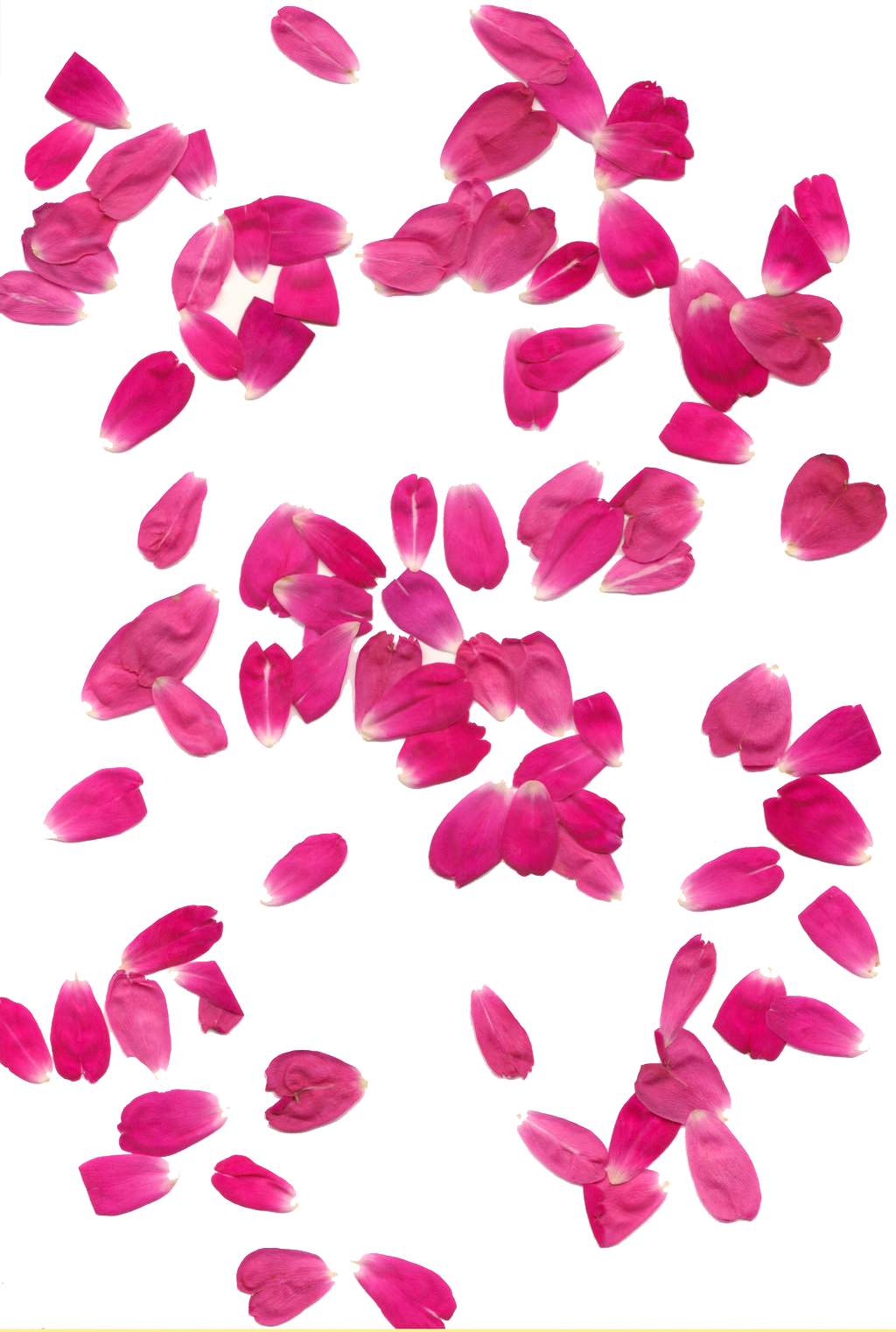 Rose Petals PNG Picture