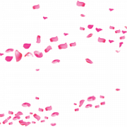Pétales de rose transparentes
