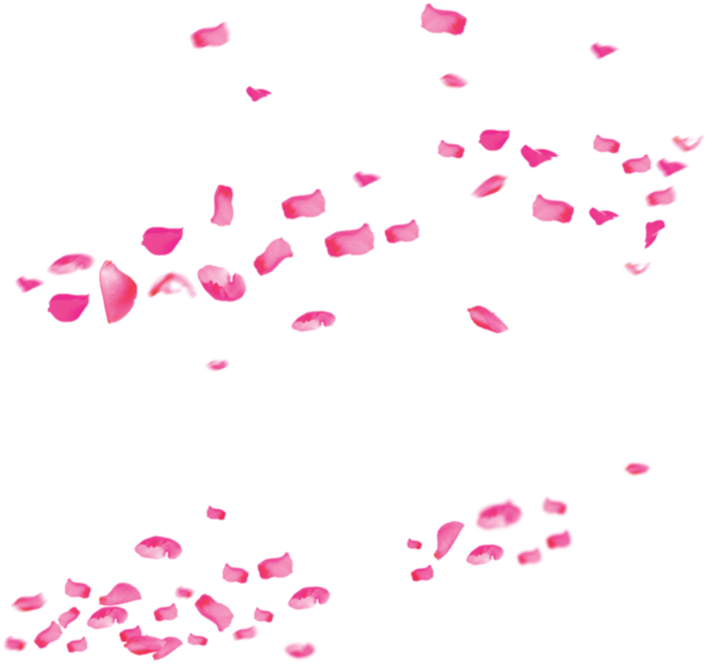 Pétalas de rosa transparentes