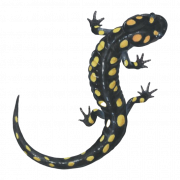 Salamander -hagedis