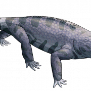 Salamander Lizard PNG Clipart