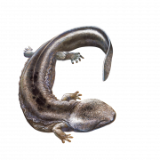 Salamander Lizard PNG Free Download