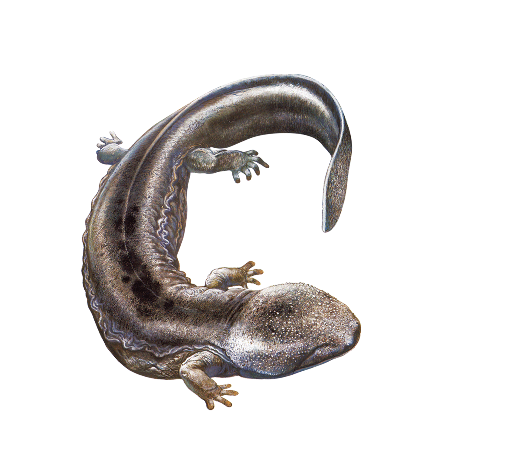 Salamander Lizard PNG Free Download