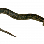 Salamander Lizard PNG Gratis afbeelding