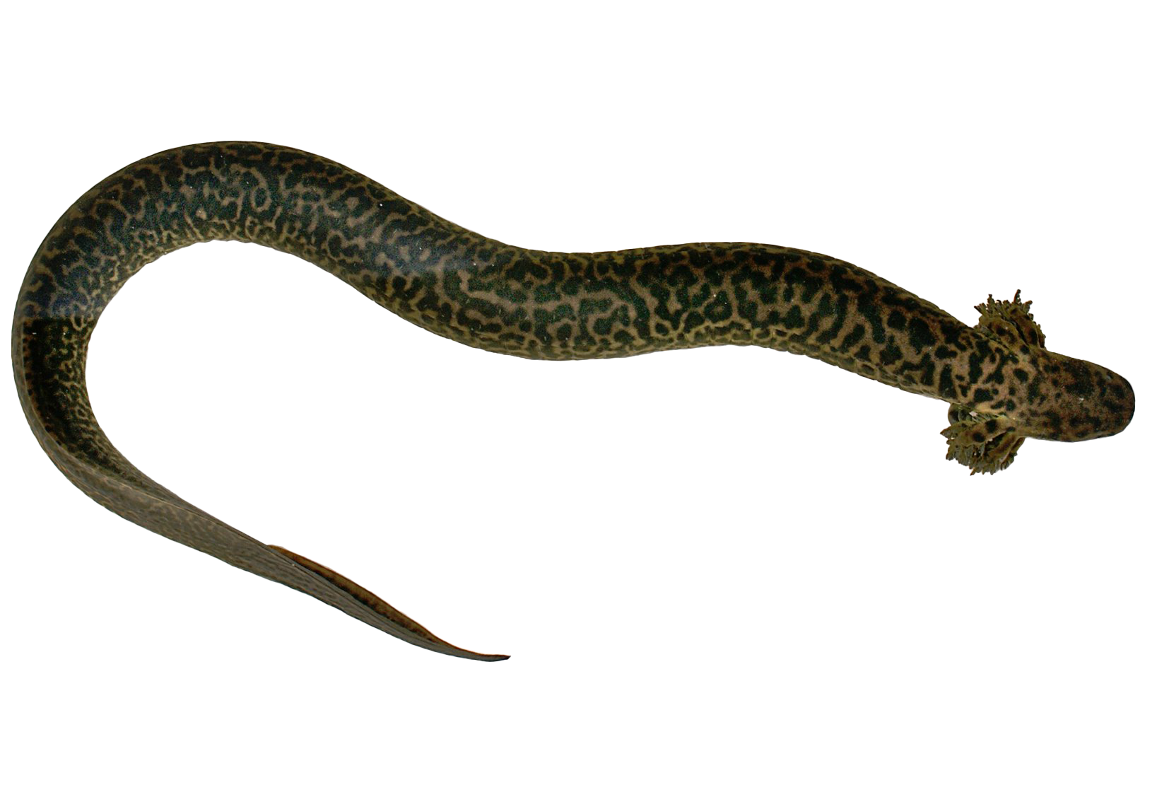 Salamander Lizard PNG Free Image