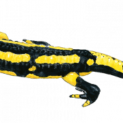 Salamander Lizard PNG -afbeelding