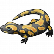 Salamander Lizard PNG Larawan
