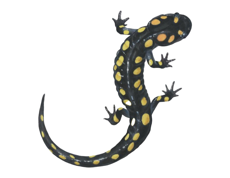 Salamander Lizard