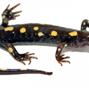 Salamandre PNG