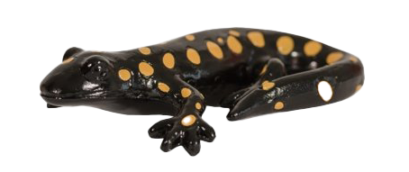 Salamander PNG Clipart