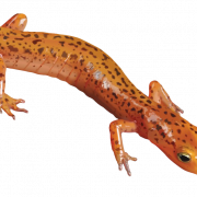Salamander PNG Download Image