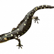 Salamander Png Dosyası