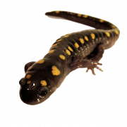 Salamander Png Dosyası Ücretsiz İndir