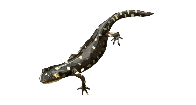 Salamander PNG File