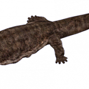Salamander PNG ดาวน์โหลดฟรี