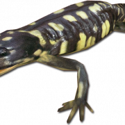 Salamander PNG kostenloses Bild
