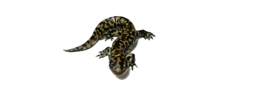 Salamander PNG HD Image