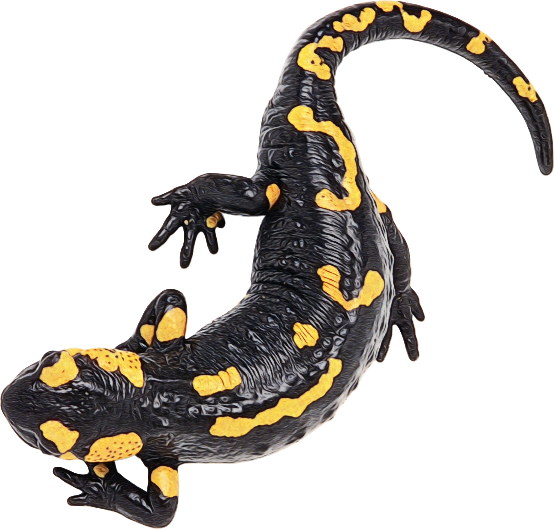Salamander PNG Image File