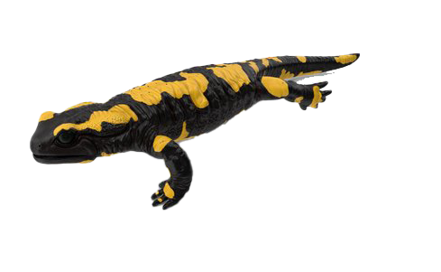 Salamander PNG Bild HD