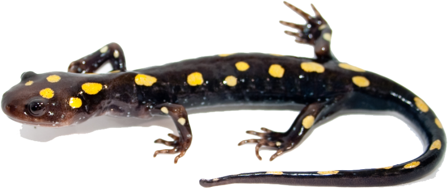 Salamander PNG Image
