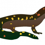 Images de salamandre PNG