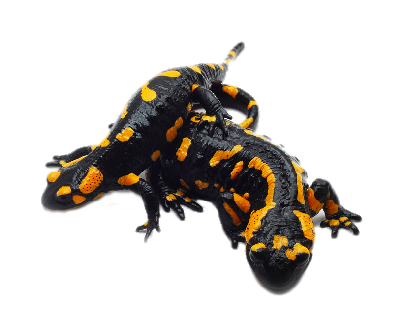 Salamander PNG Photo