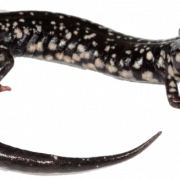 Salamander png foto