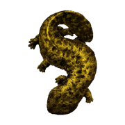 Salamander png foto