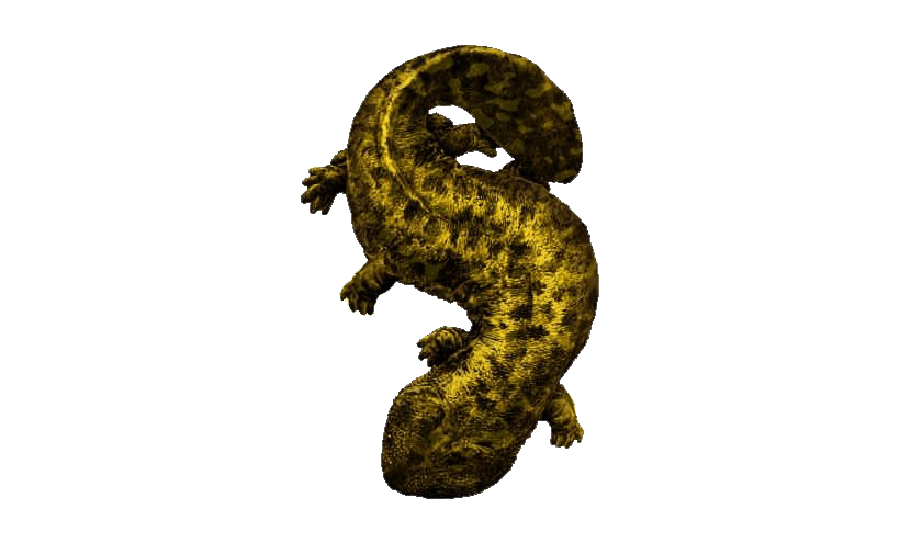 Salamander PNG Picture