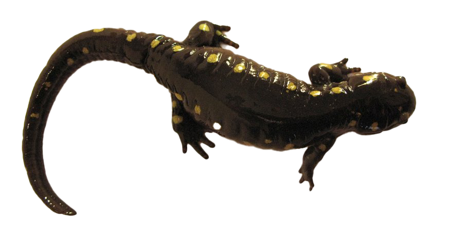 Salamander PNG Transparent HD Photo