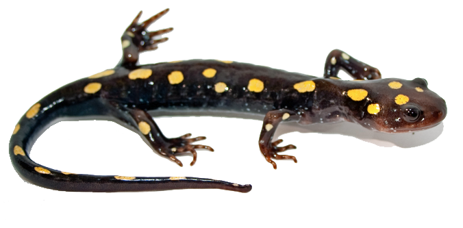 Salamander PNG