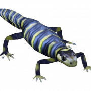 Salamandre transparent
