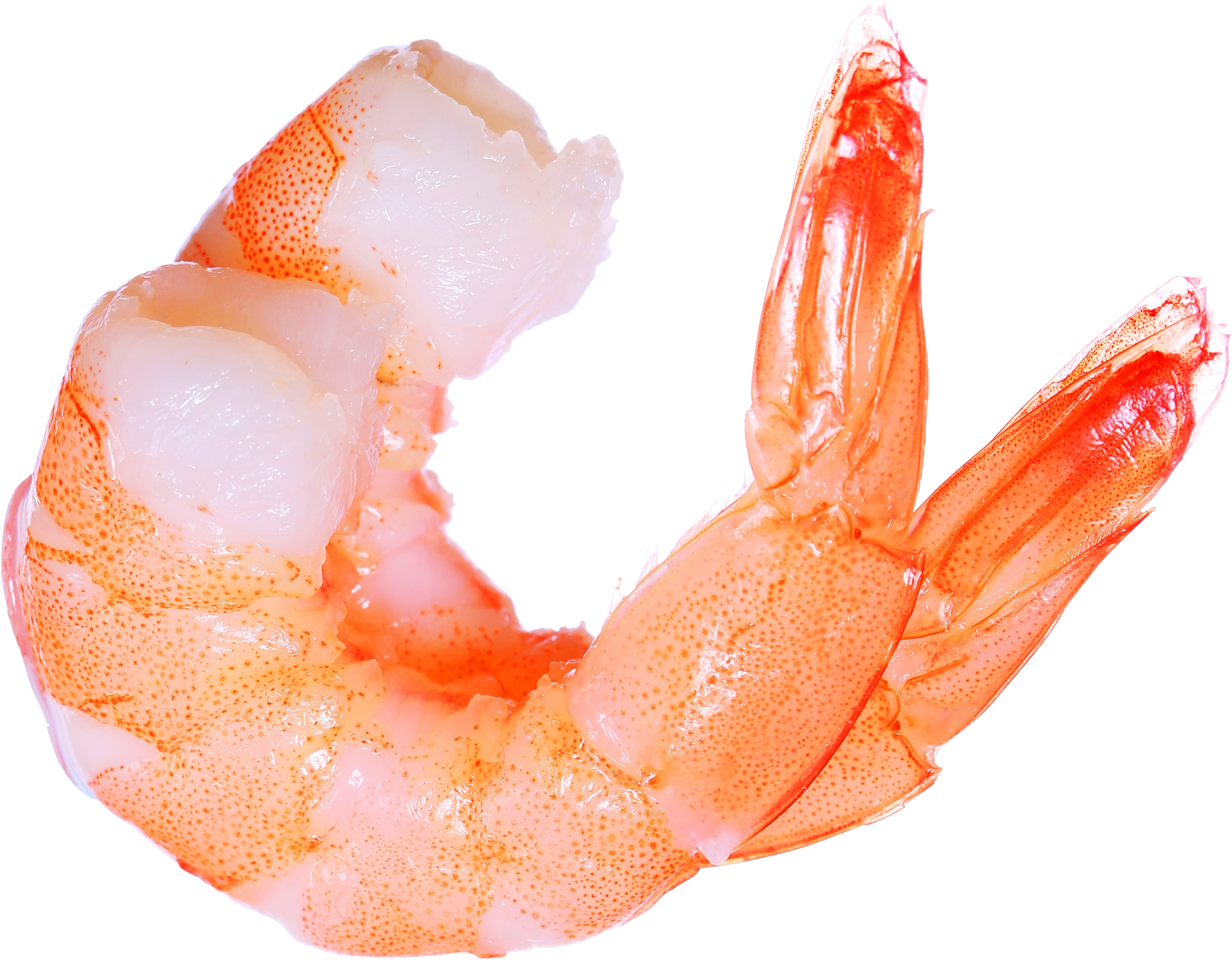 Shrimp PNG Clipart