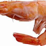 Shrimp png file