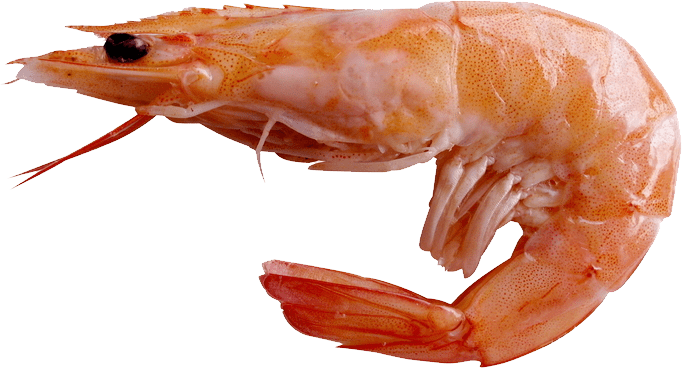 Shrimp PNG File
