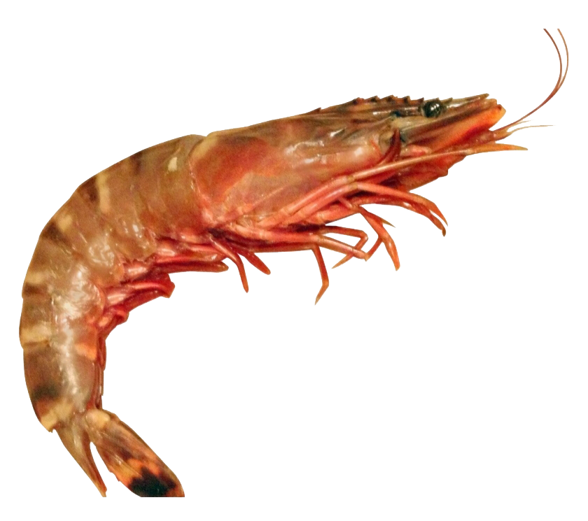 Shrimp PNG Free Image