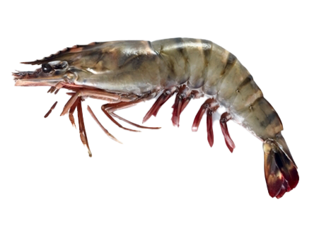 Shrimp PNG Image